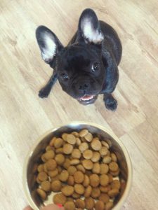 how much food do you feed a puppy french bulldog