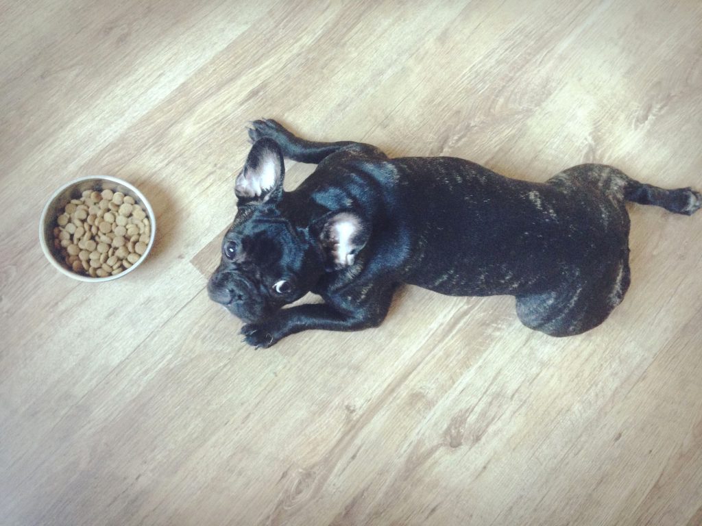 what to feed my french bulldog