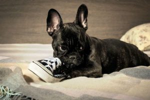 French bulldog eats shoos 