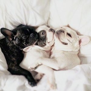 French bulldogs sleeping in bed