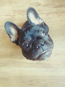 French bulldog waiting for daily food