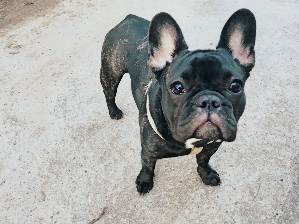 OurFrenchie