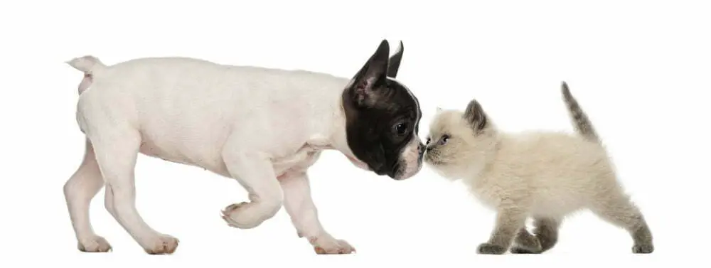 Frenchie and cat