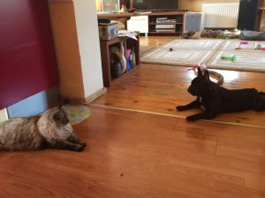 French bulldog with cat on ground