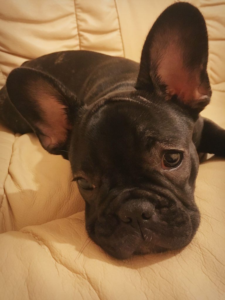 OurFrenchie