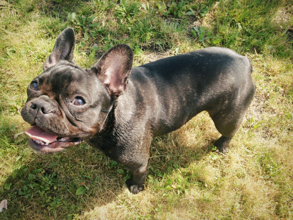 OurFrenchie
