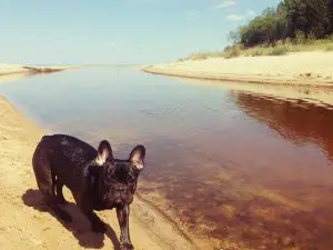 French bulldog in beach swimming