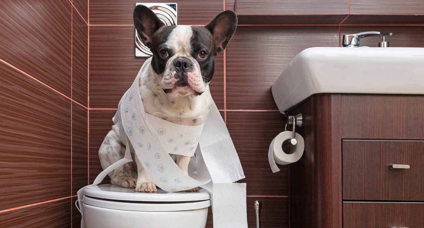 housebreaking a french bulldog
