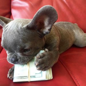 Frenchie playing with money. Are French bulldogs hyper?