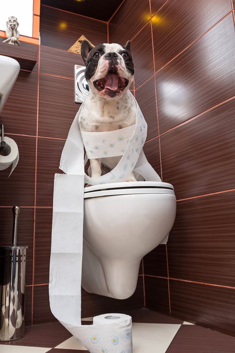 french bulldog toilet training