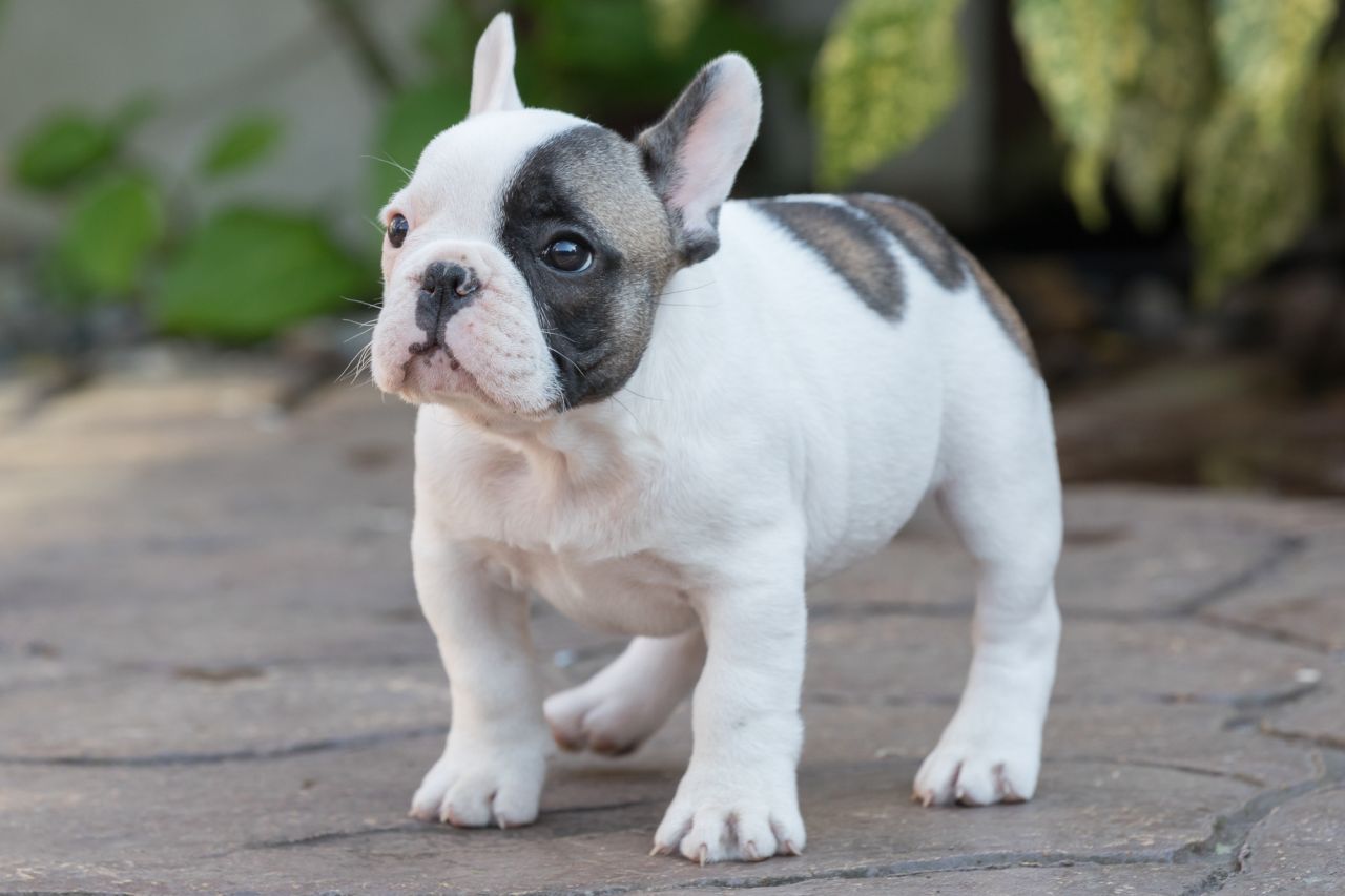 bulldog pied fawn