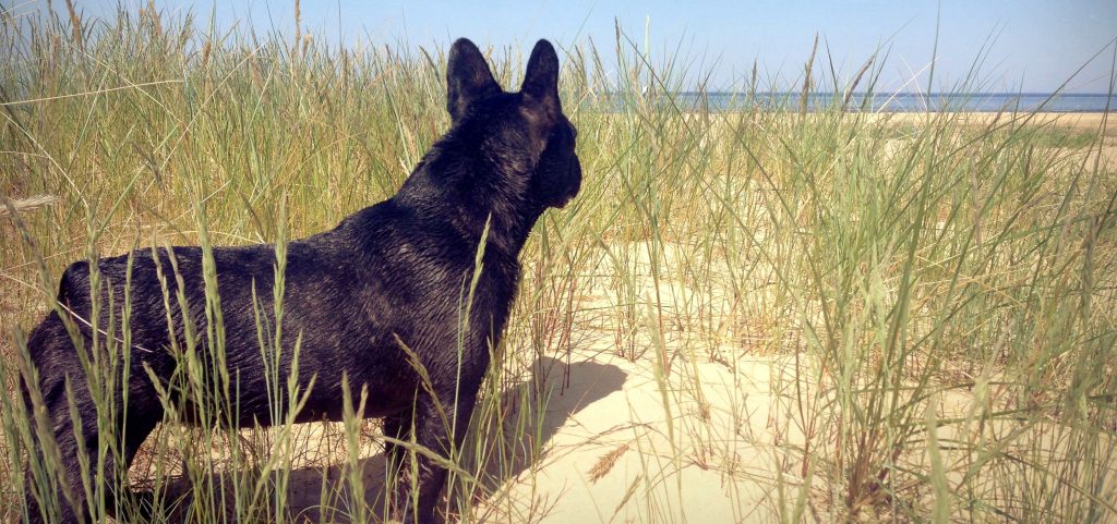 Famous frenchie at sea