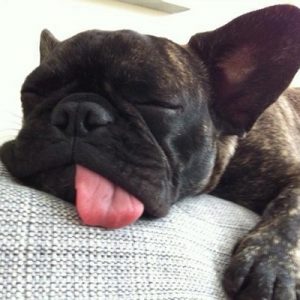 How french bulldogs sleep?