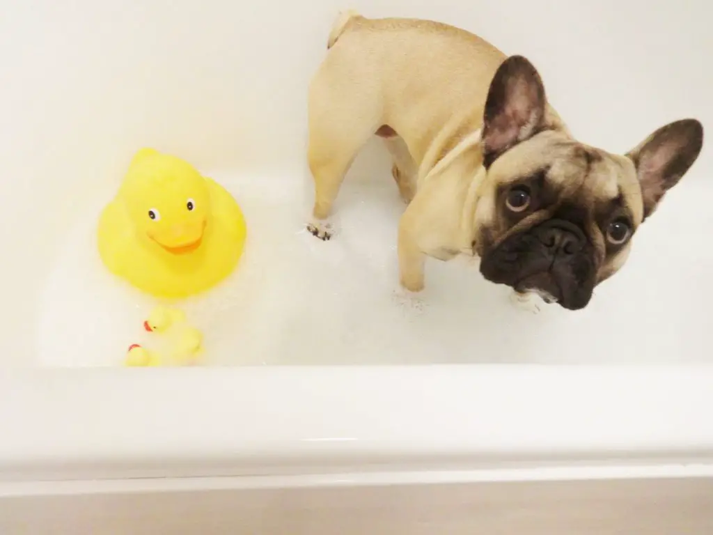 Frenchie cleaning at bath