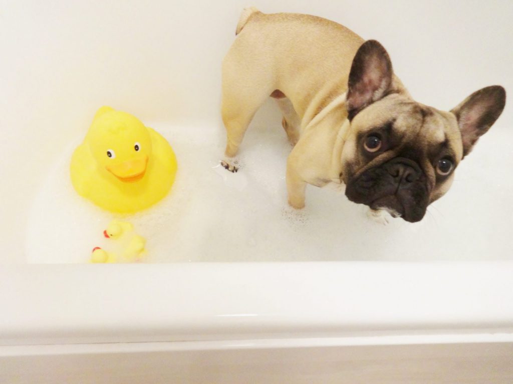 Tips on Bathing Your French Bulldog 