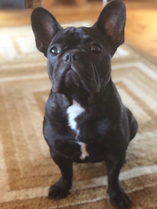 How to Choose a French Bulldog from a Breeder OurFrenchie