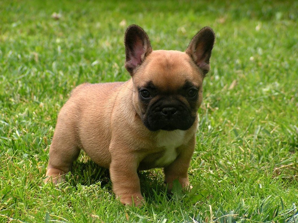 Choose a French Bulldog from a Breeder 