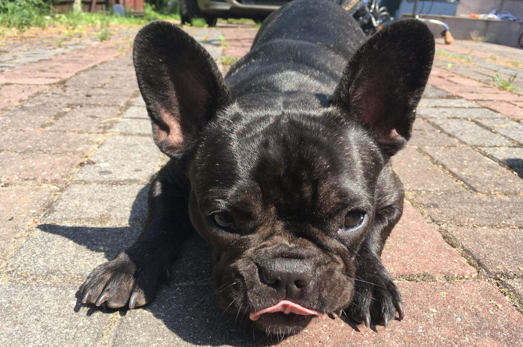 1 year old frenchie