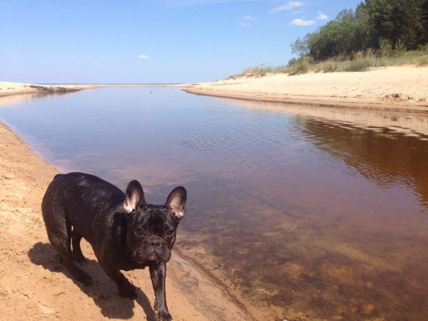 Frenchie in hot weather