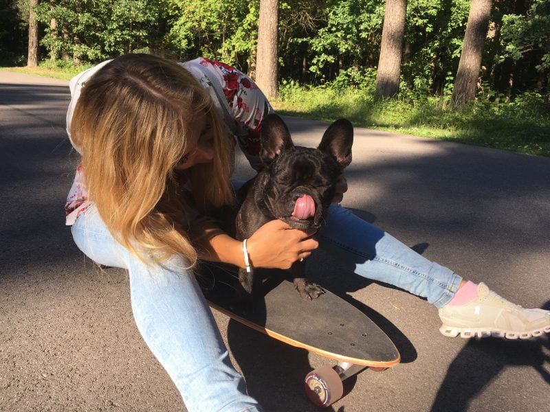 Frenchie on skateboard playing with human