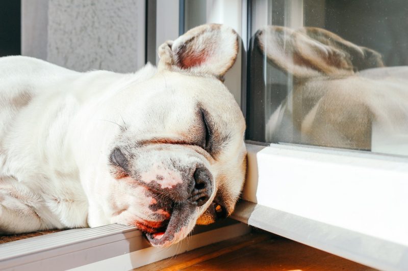 French bulldog cooling