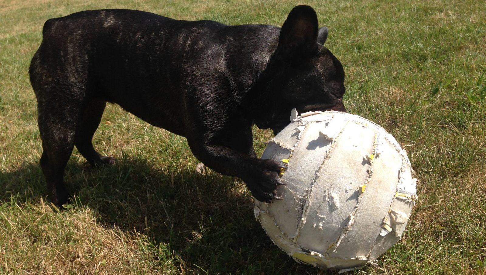 How To Treat Your Overweight French Bulldog Ourfrenchie