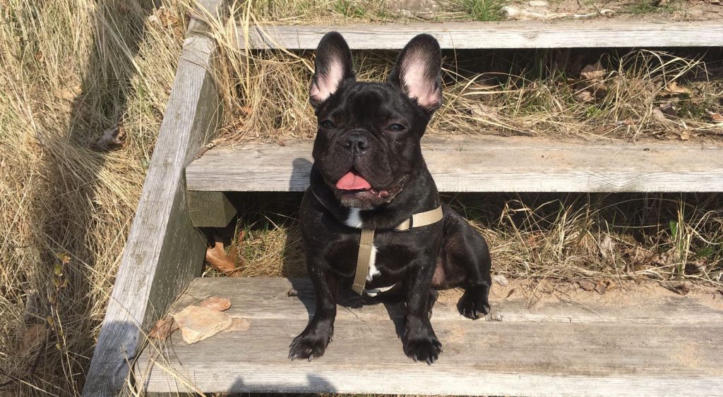 OurFrenchie