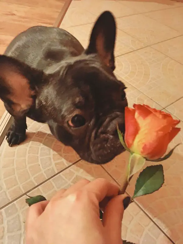 French bulldog with rose