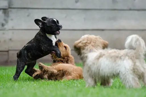 French bulldogs playing