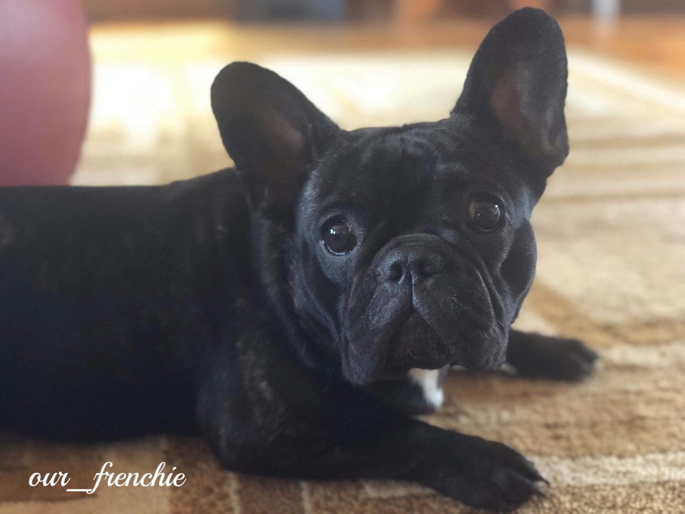 owning a frenchie
