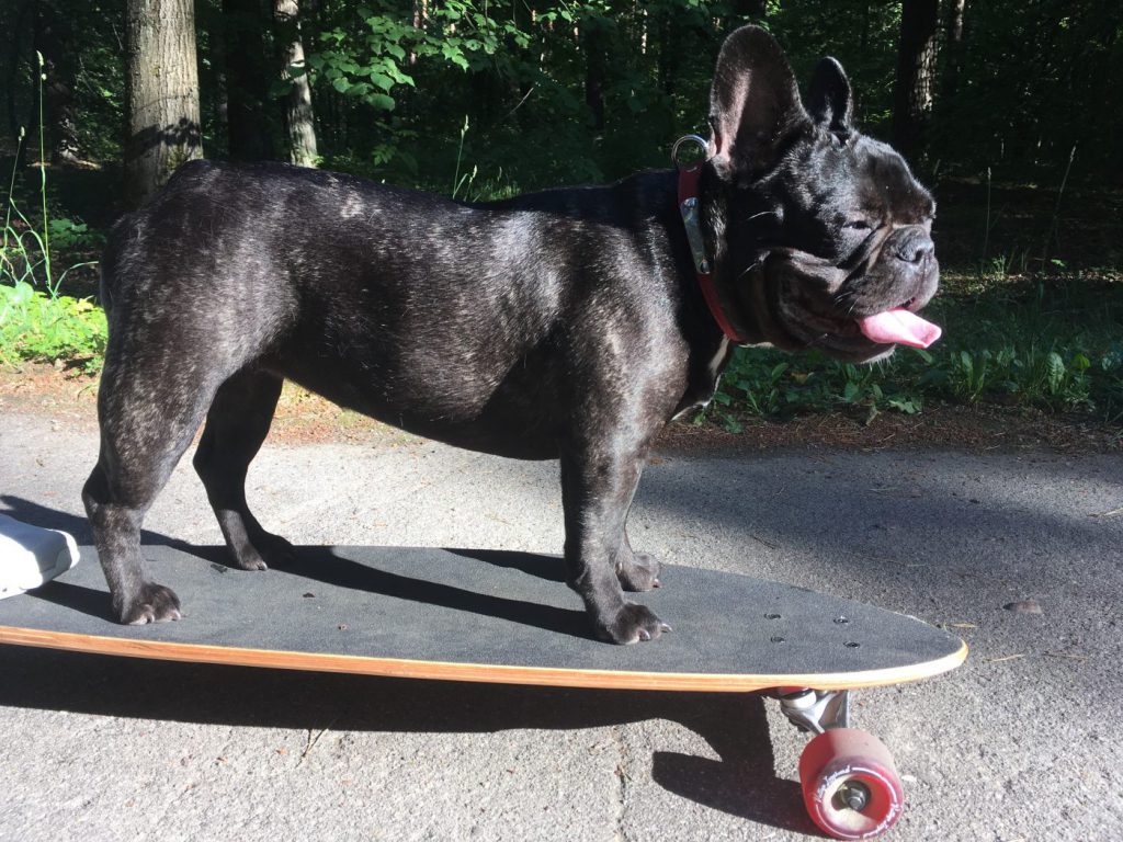 OurFrenchie