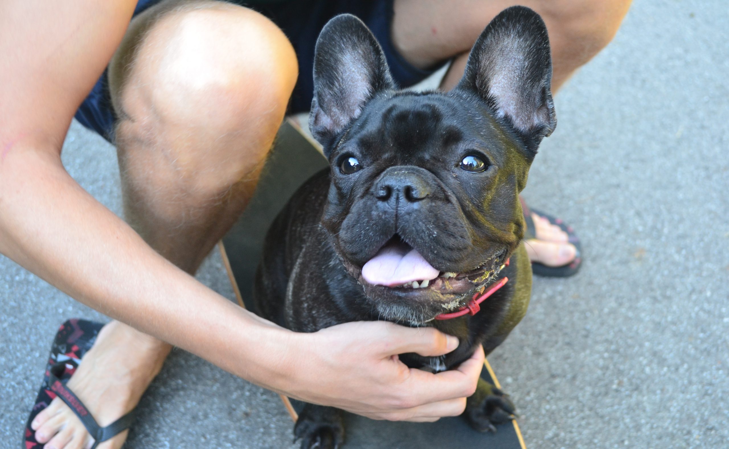 how long do french bulldogs teeth