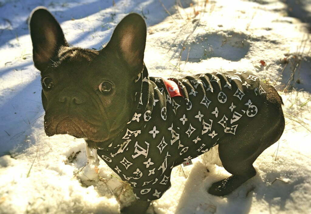 how to dress french bulldogs