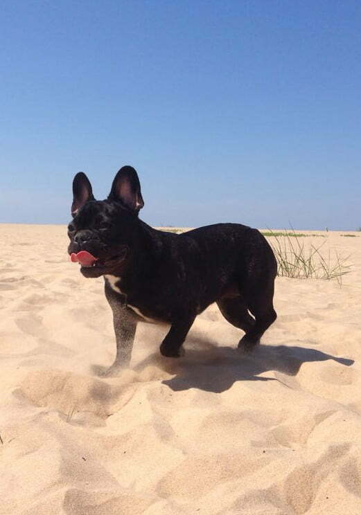 Active_Frenchie