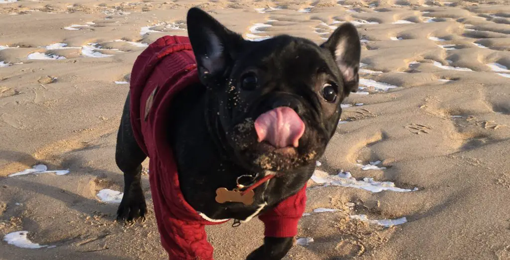 French Bulldogs drool