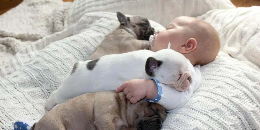 French bulldog with children