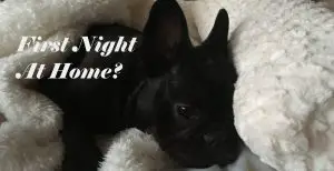 French_Bulldog_First_Night_At_New_Home