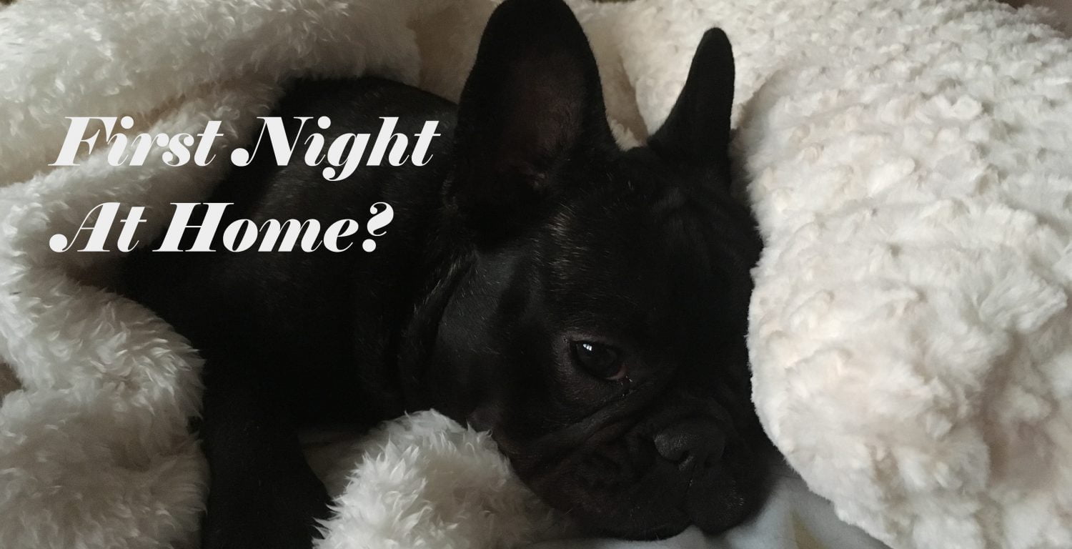 where should a new puppy sleep the first night