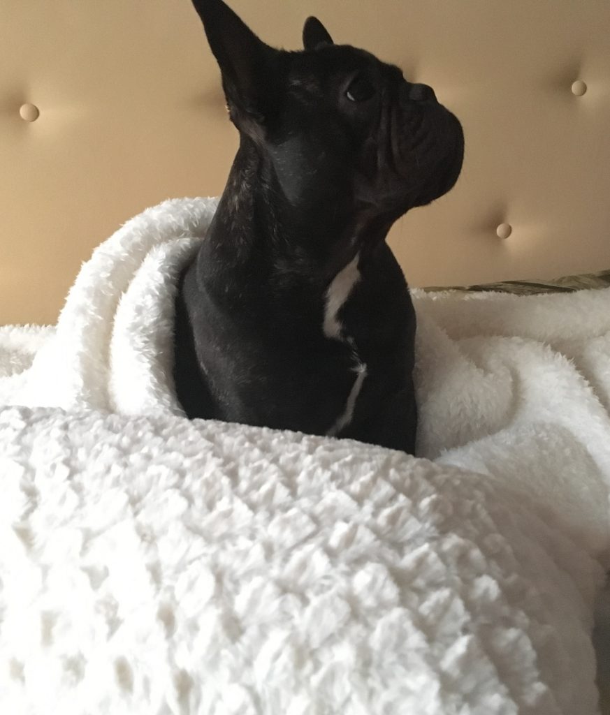 Frenchie at home