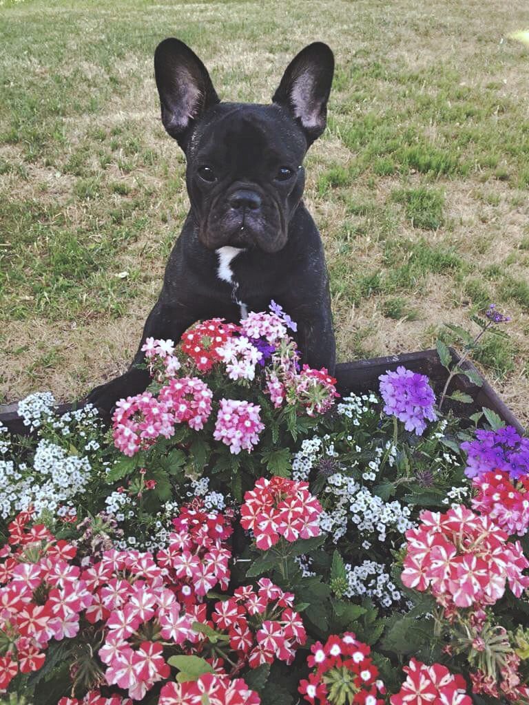 French bulldog with flowers