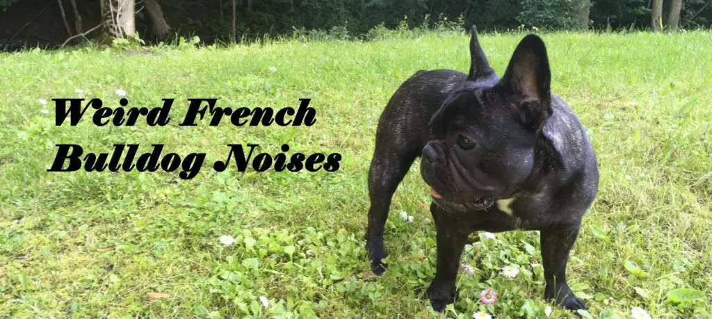 Weird_French_Bulldog_Noises