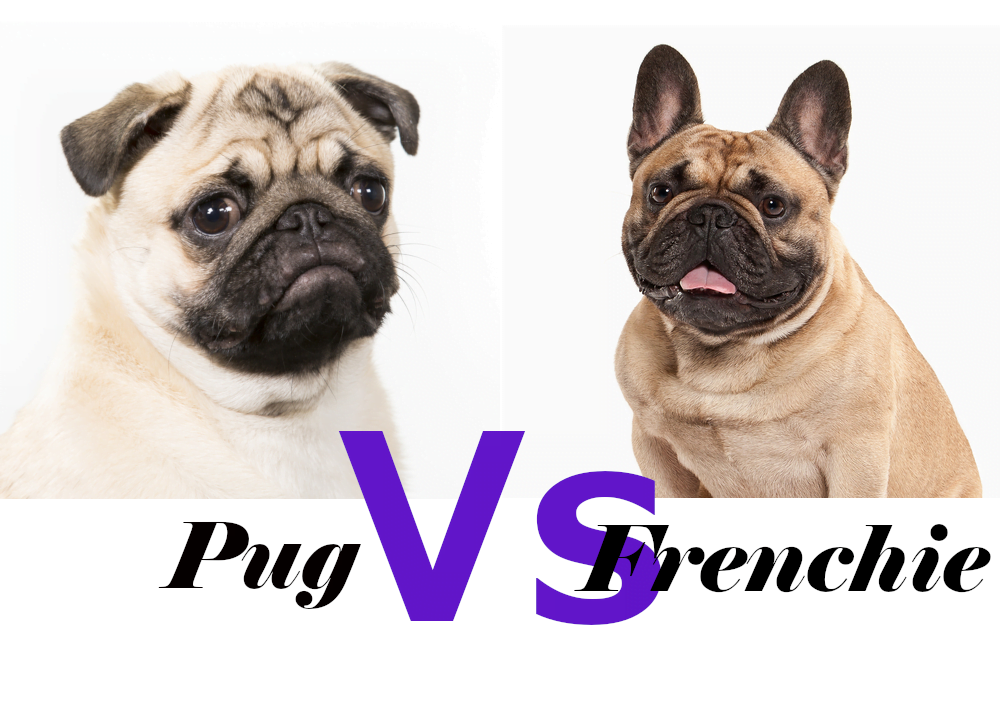 what is the difference between a french bulldog and a pug