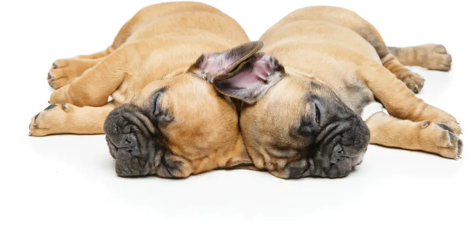Two Sleeping French bulldog puppies