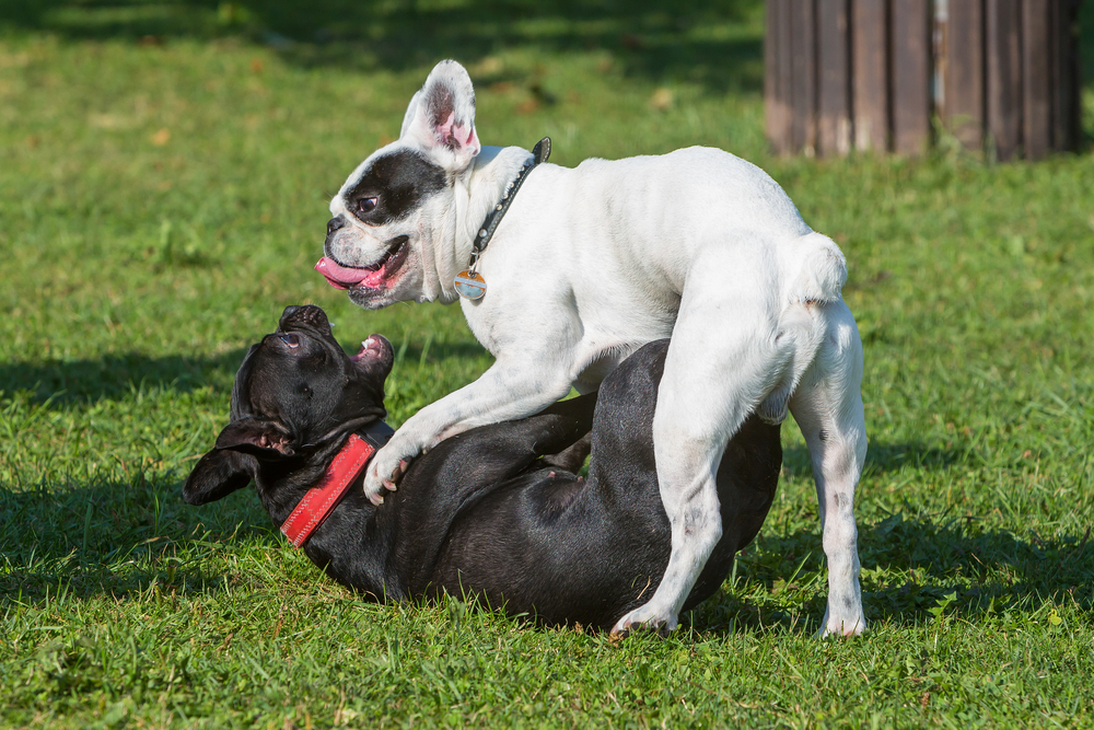 French bulldog playing