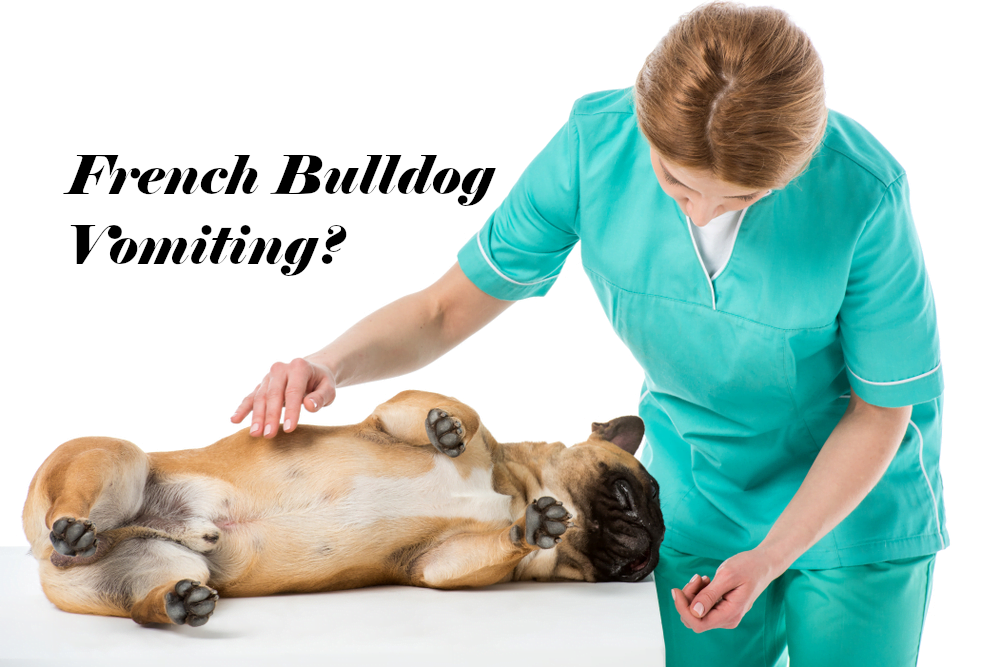 french bulldog vomiting