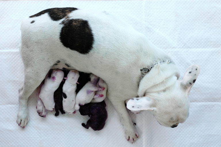 French Bulldog Pregnancy: Quick Handy Guide – OurFrenchie