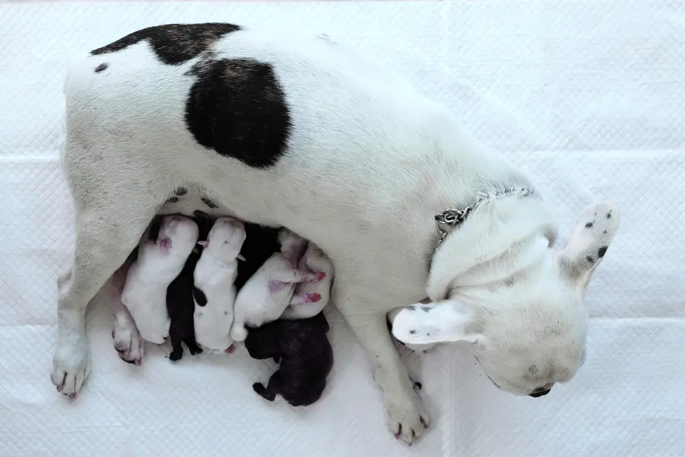 French bulldog female feeding newborn puppies after pregnancy