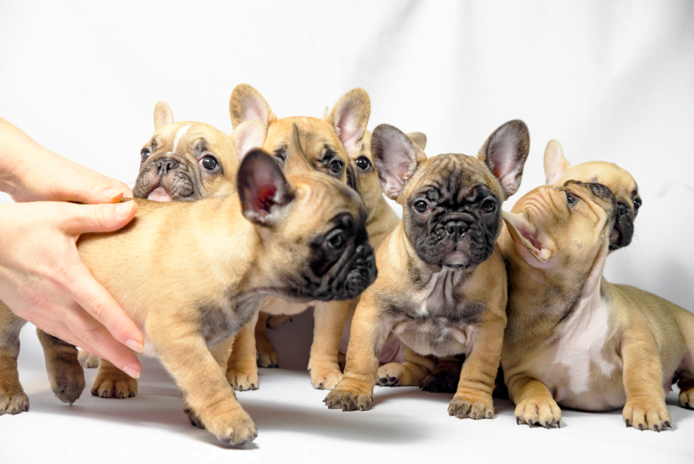 French Bulldog Pregnancy Quick Handy Guide Updated 2021