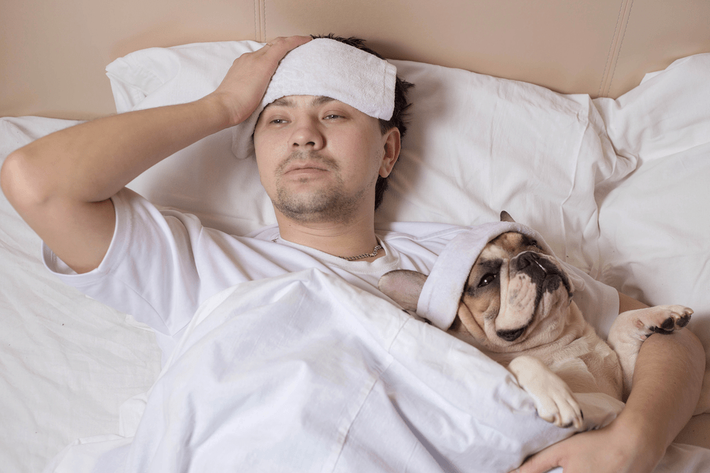 French bulldog feeling sick in bed with human