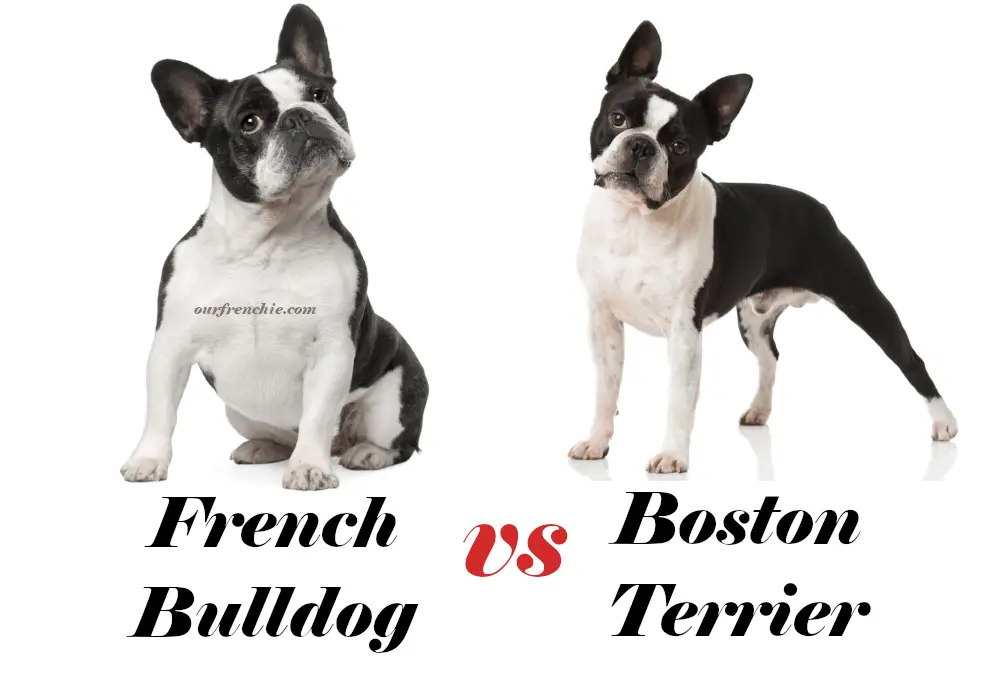 Boston terrier versus Frenchie